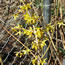 Forsythia Sunrise